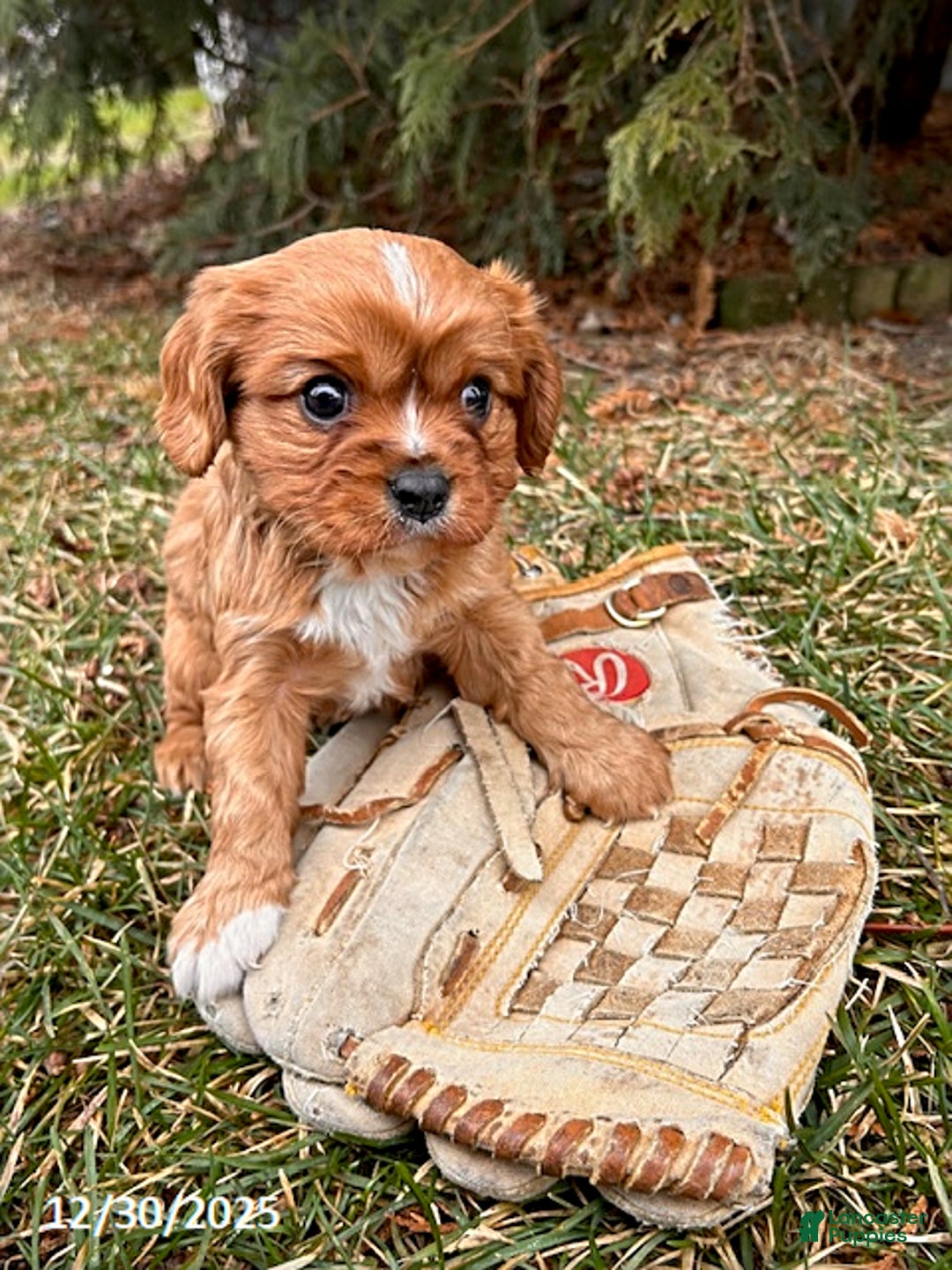 Cavalier King Charles Spaniel dogs for sale: Wrigley - Ad 2