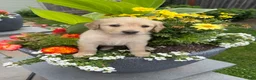 Goldendoodle dogs for sale: Goldendoodle 2 - Ad 2