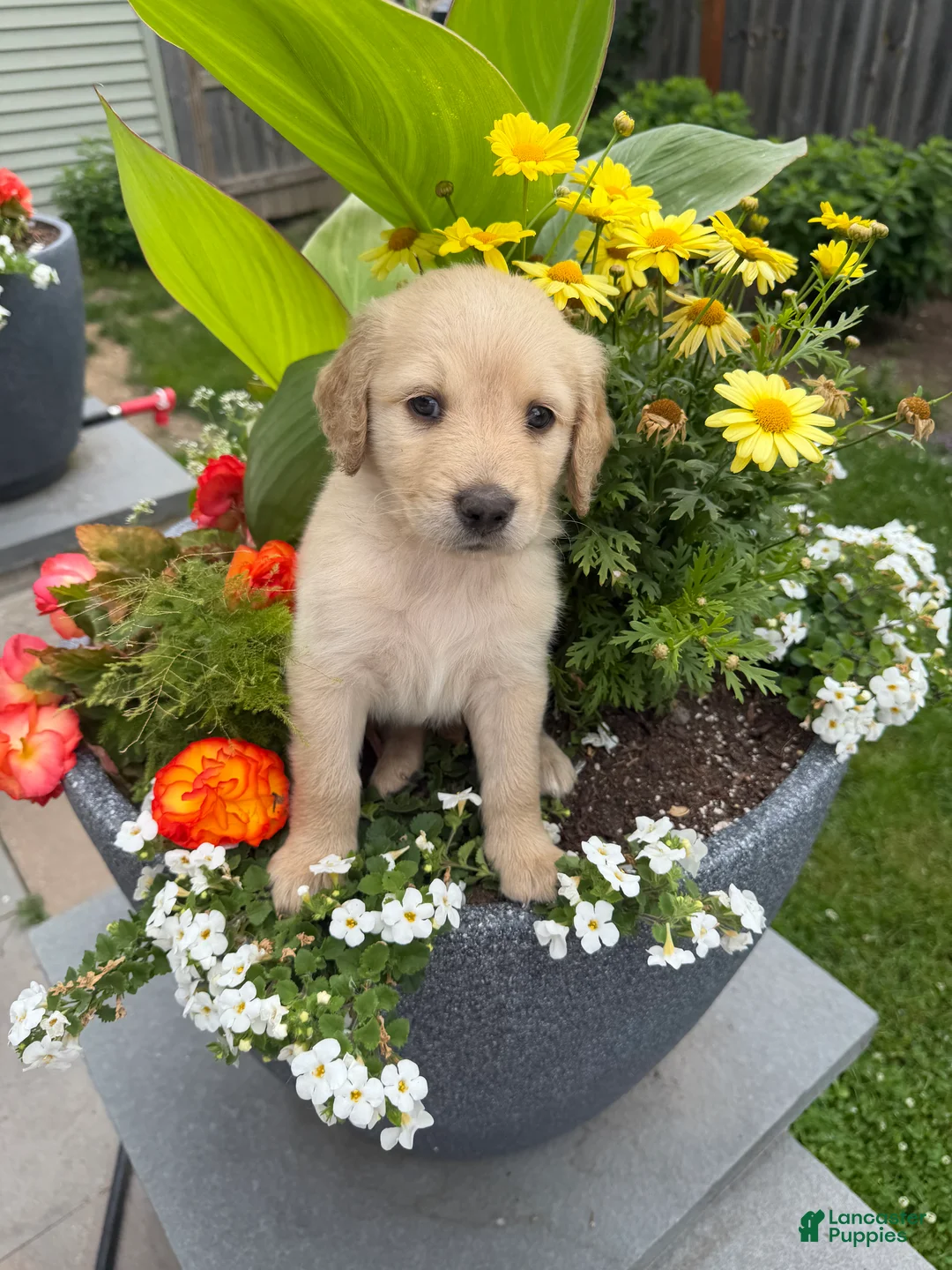 Goldendoodle dogs for sale: Goldendoodle 2 - Ad 2