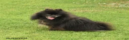 Pomeranian dogs for sale: Pepper - Ad 3