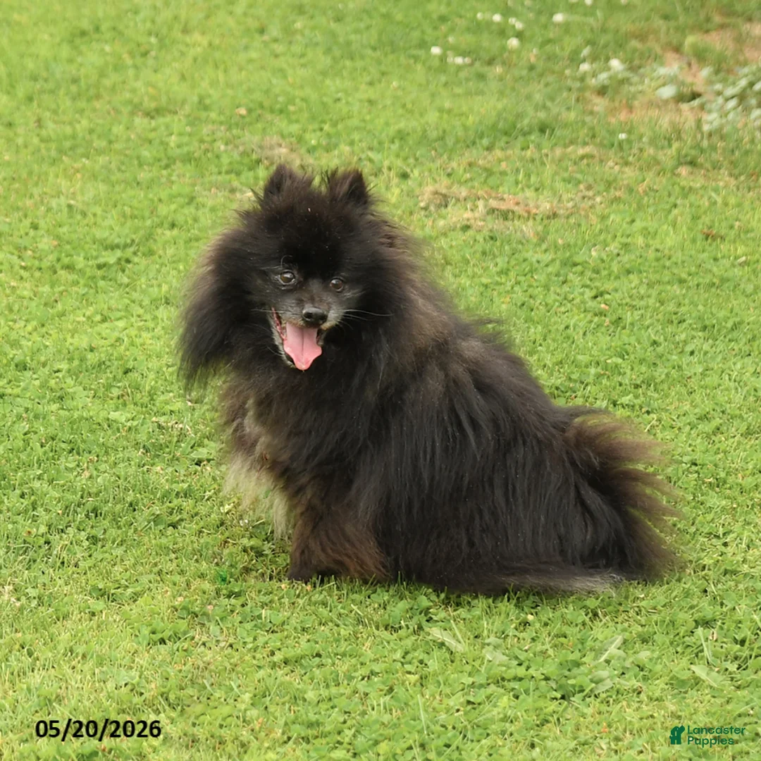 Pomeranian dogs for sale: Pepper - Ad 3