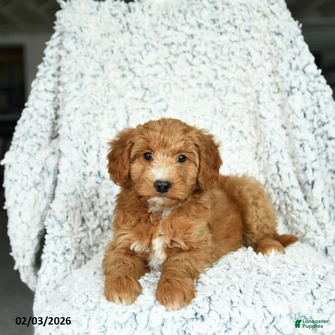 Mini Goldendoodle dogs for sale: Cupcake - Ad 2