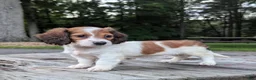 Dachshund dogs for sale: Luna - Ad 4