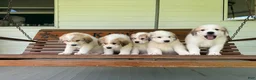 Great Pyrenees dogs for sale: Nicky - Ad 28