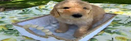 Goldendoodle dogs for sale: Chowder Jr. - Ad 6