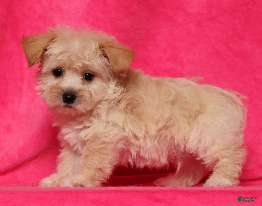 Yochon dogs for sale: Jasper - Ad 7