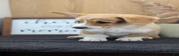 Welsh Corgi Pembroke dogs for sale: Namor  - Ad 4