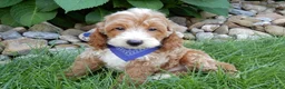 Mini Goldendoodle dogs for sale: Charlie - Ad 4