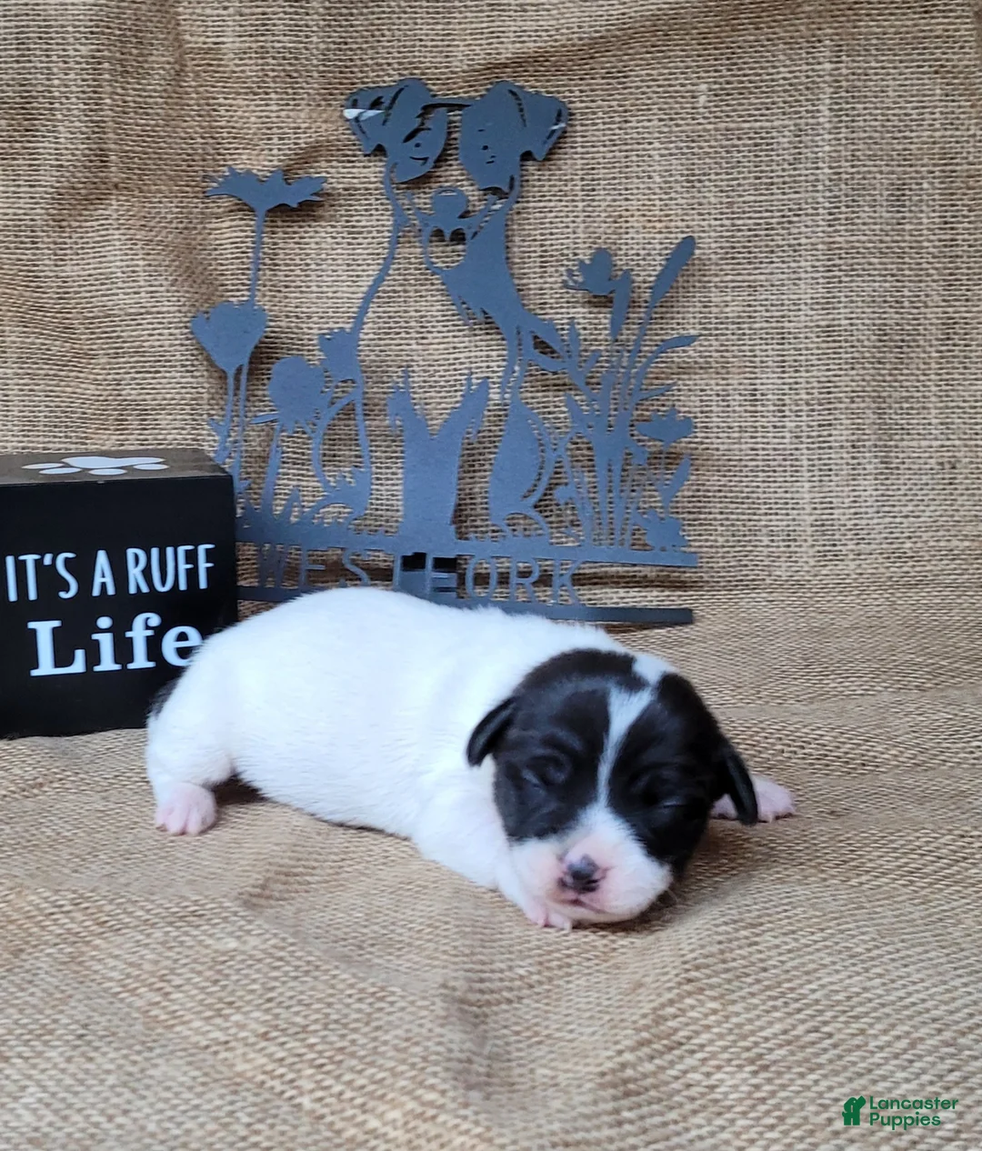 Jack Russell Terrier dogs for sale: Pebbles purebred JRT DELIVERY AVAILABLE  - Ad 4