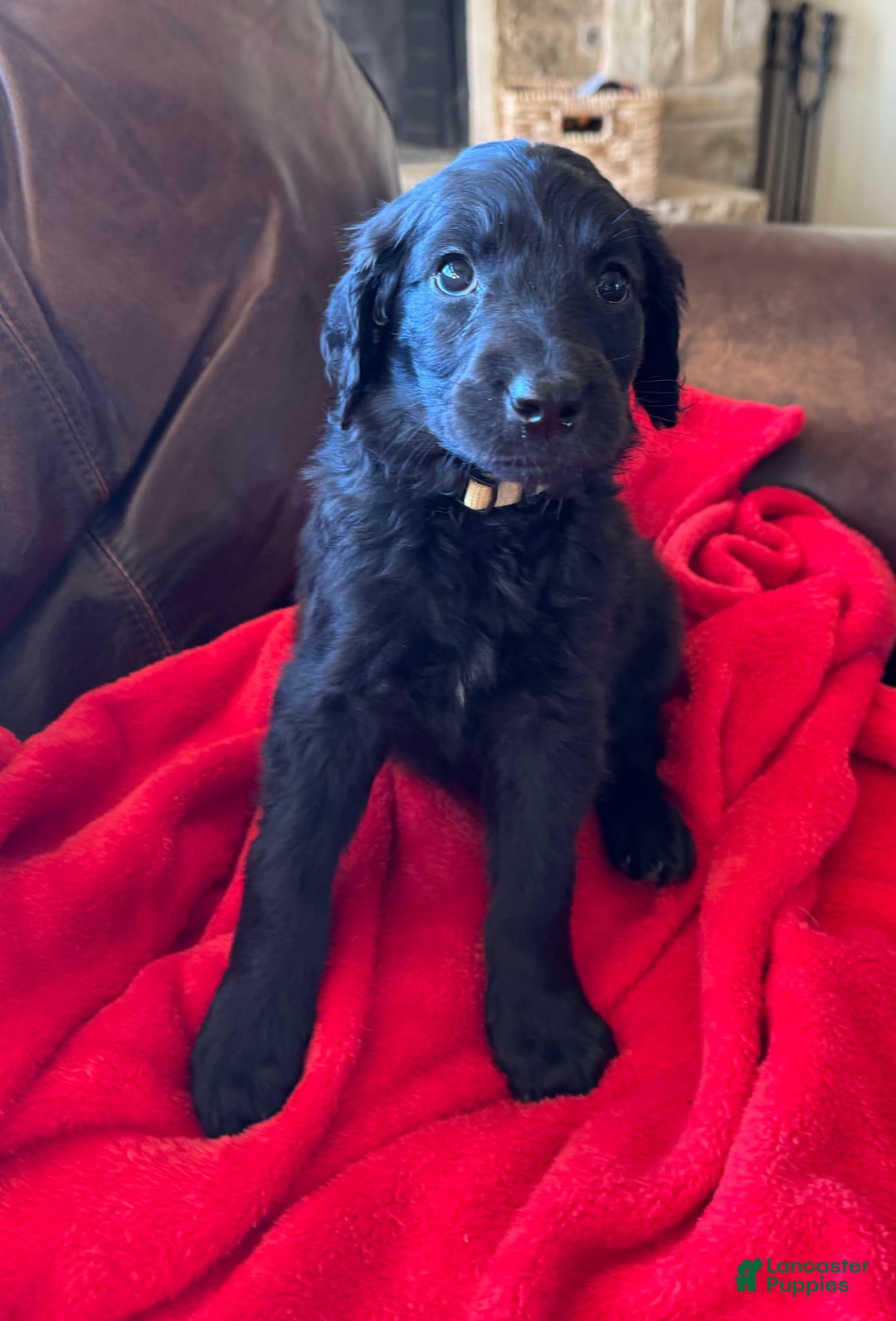 Goldendoodle dogs for sale: Yellow collar girl - Ad 11