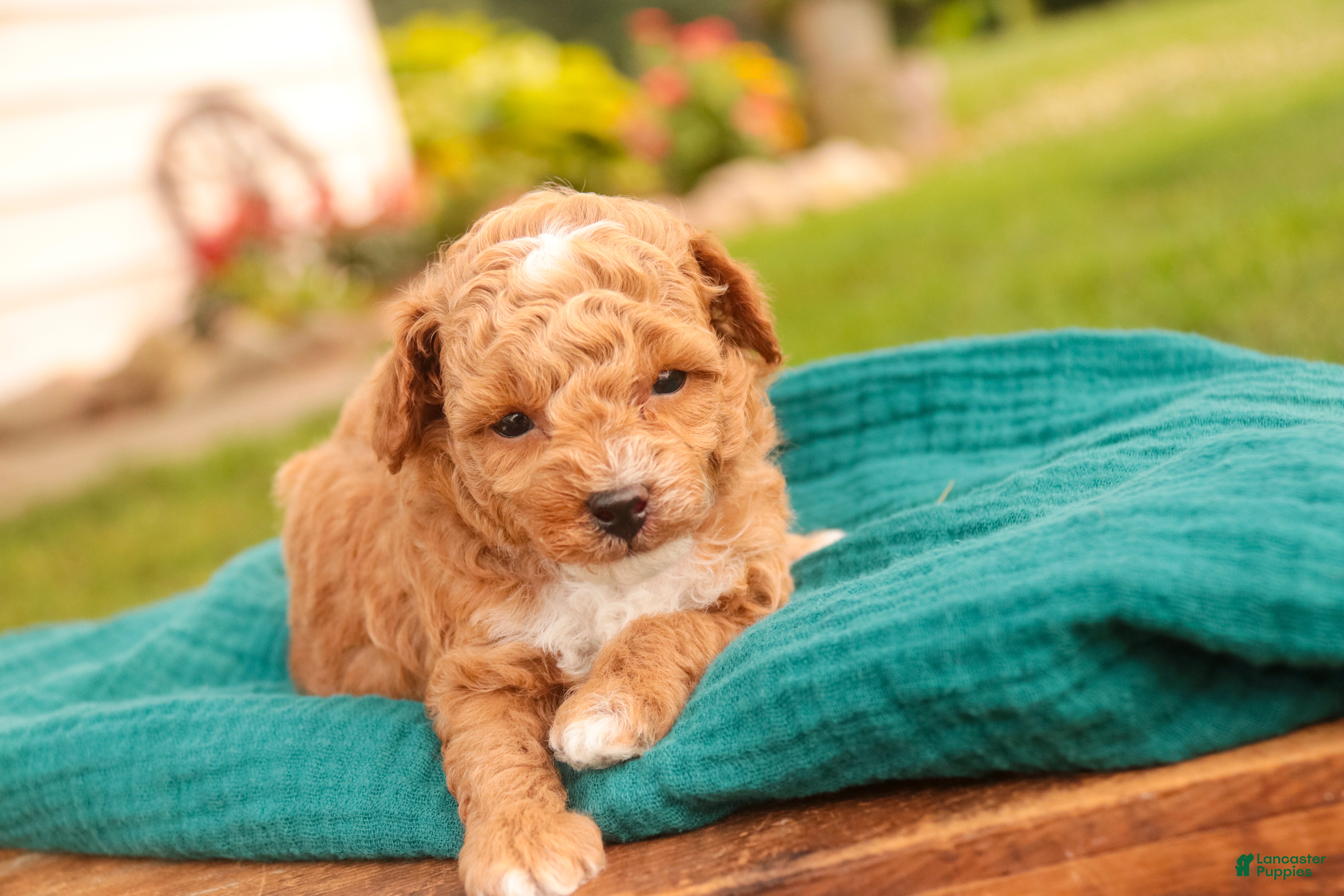 Miniature Poodle dogs Fenton Miniature Poodle  - Ad 2