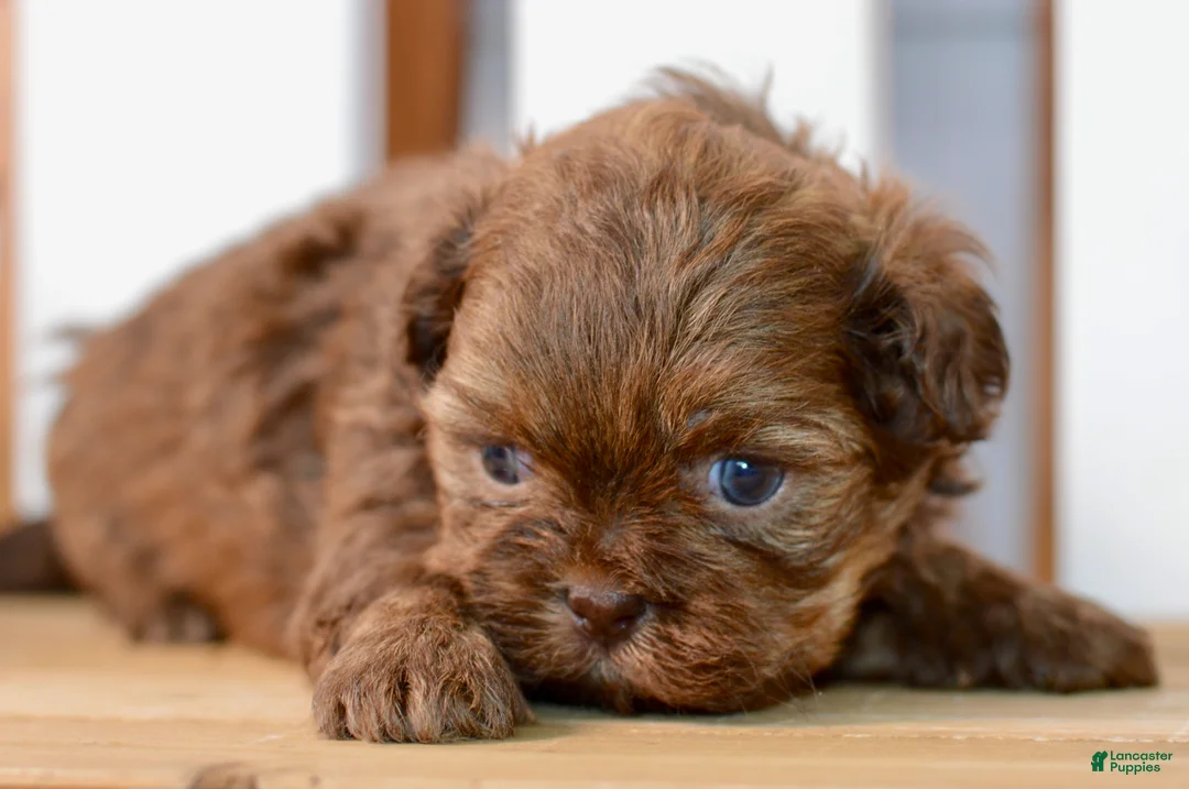 Shih Tzu dogs for sale: Betty - Ad 2