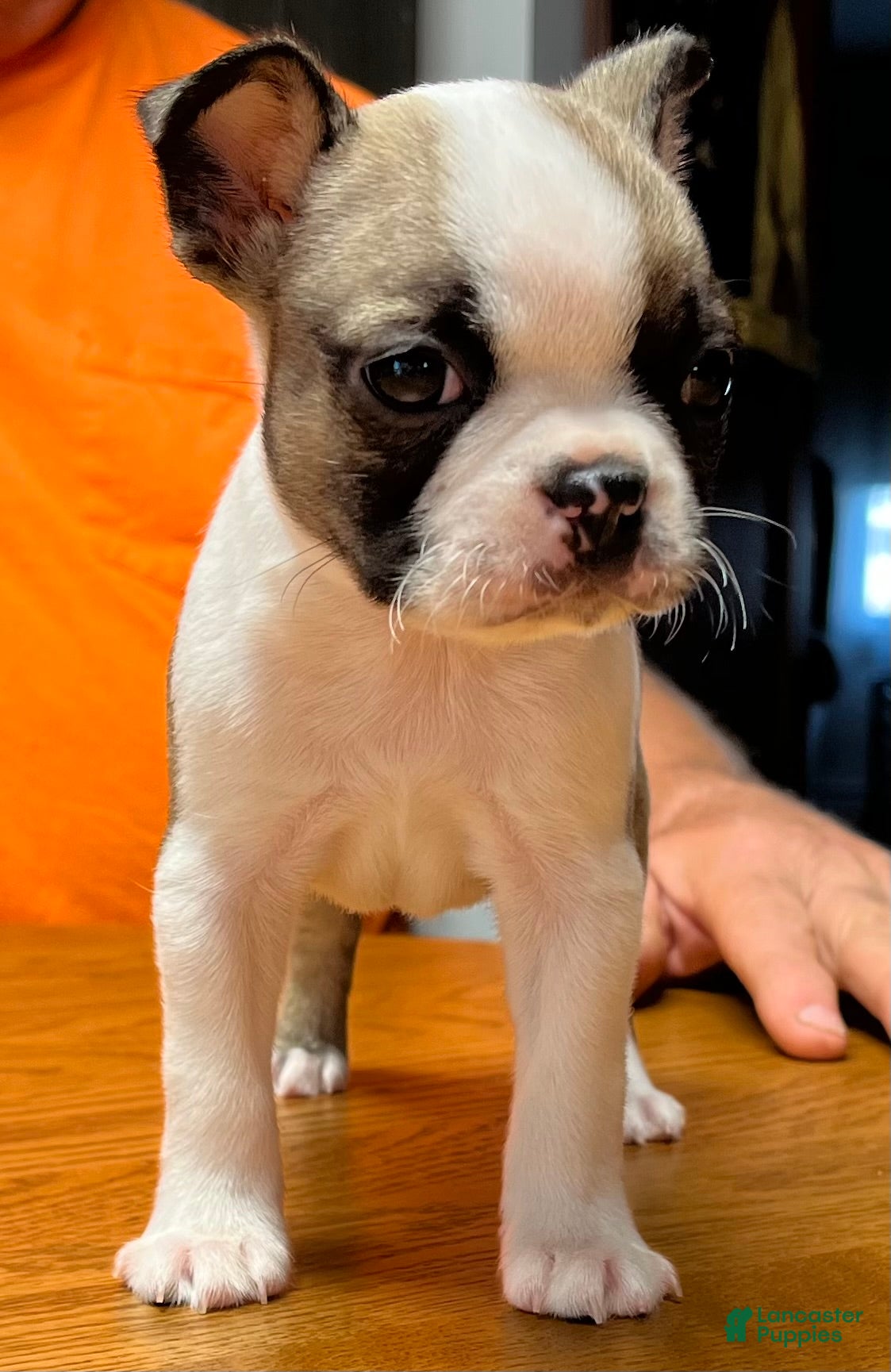 Boston Terrier dogs Boston Terrier 7 - Little Louie  - Ad 2