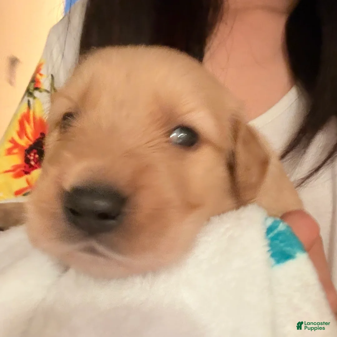 Golden Retriever dogs for sale: Golden Retriever 7 - Ad 2