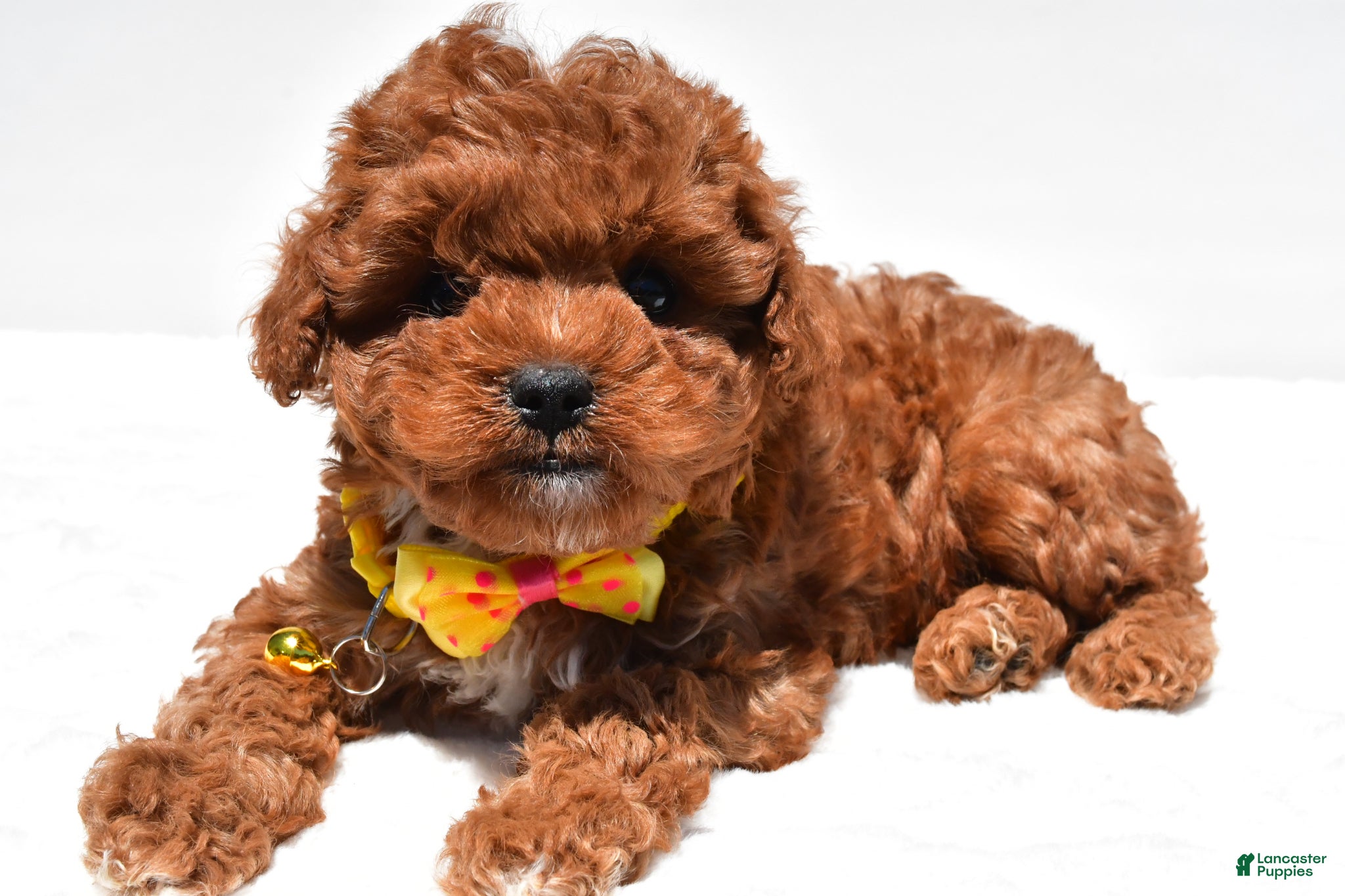 Cavapoo dogs for sale: Sparky f1b - Ad 8