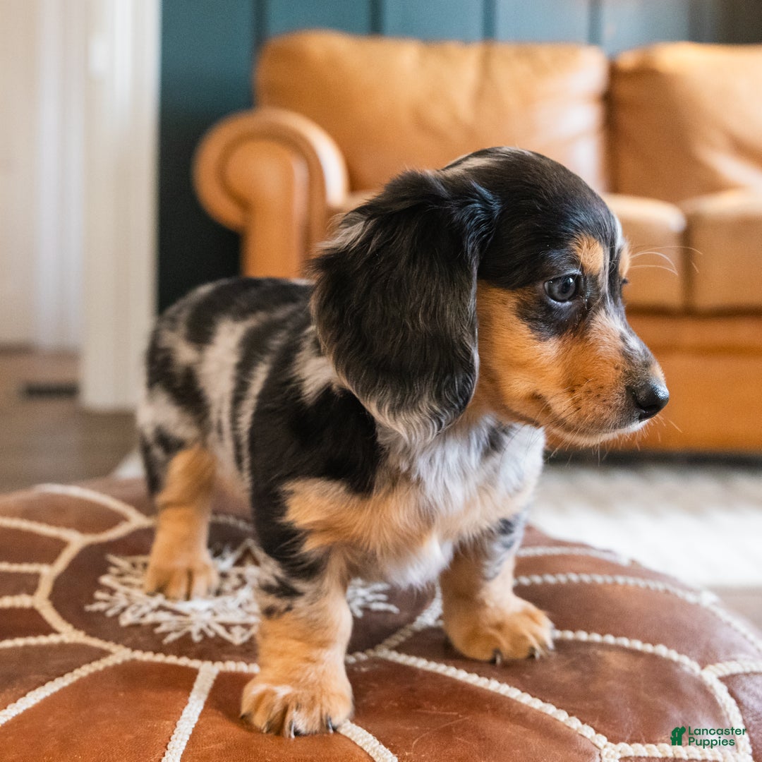 Dachshund dogs for sale: Dash - CHRISTMAS PUPPY! - Ad 19