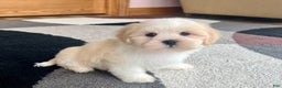 Lhasa Apso dogs for sale: Beau - Ad 6