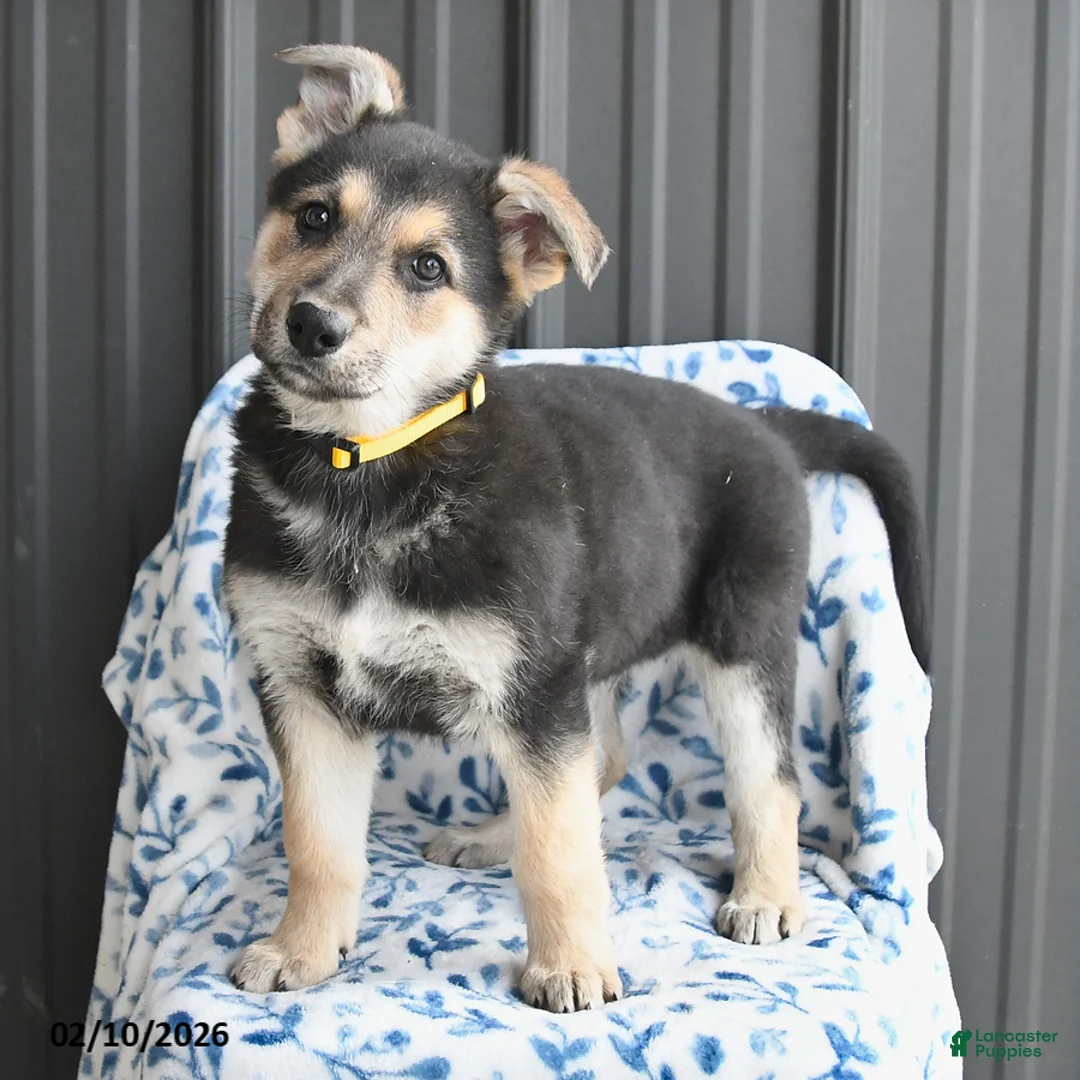 German Shepherd dogs for sale: Vance - Ad 3