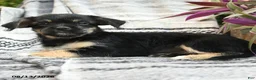 Mixed Breed dogs for sale: Explorer - Ad 3