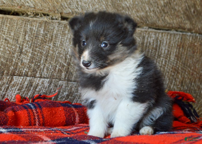 Sheltiedoodle dogs Marie - Ad 2