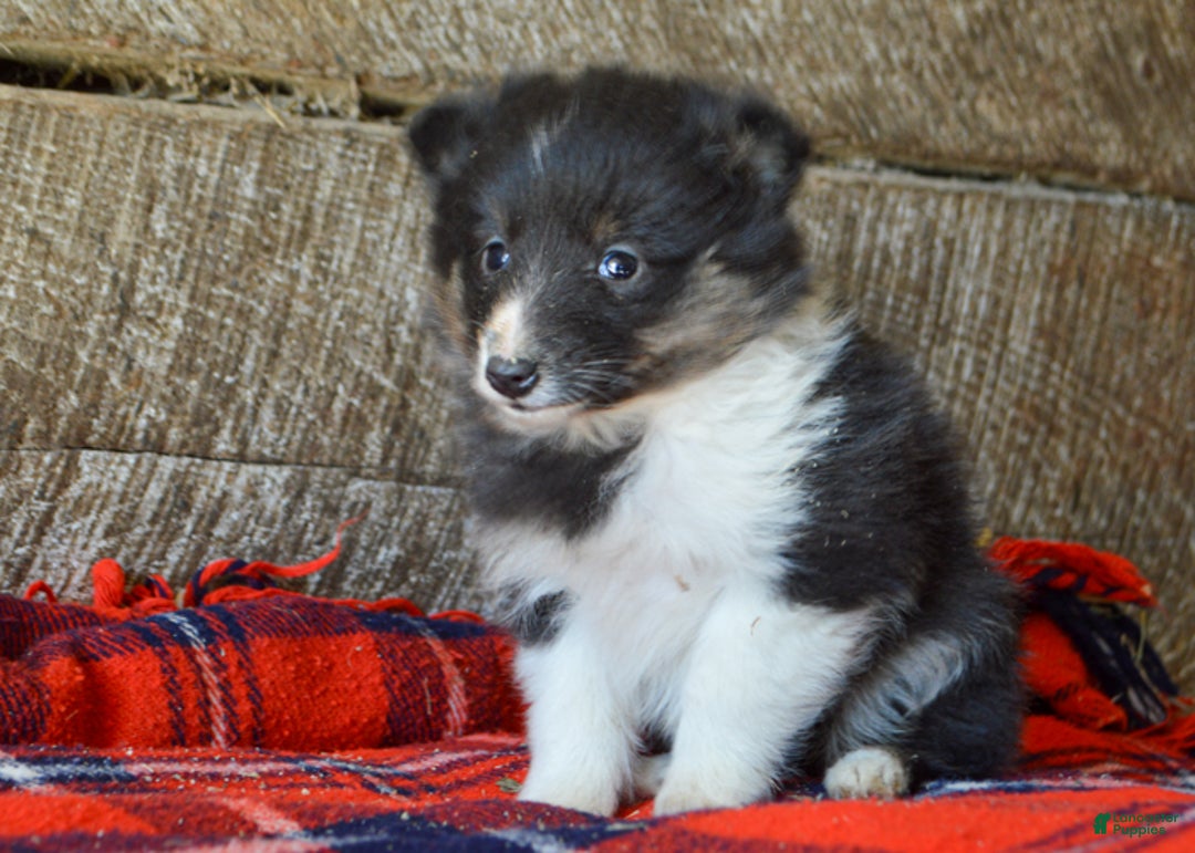 Sheltiedoodle dogs for sale: Marie - Ad 2