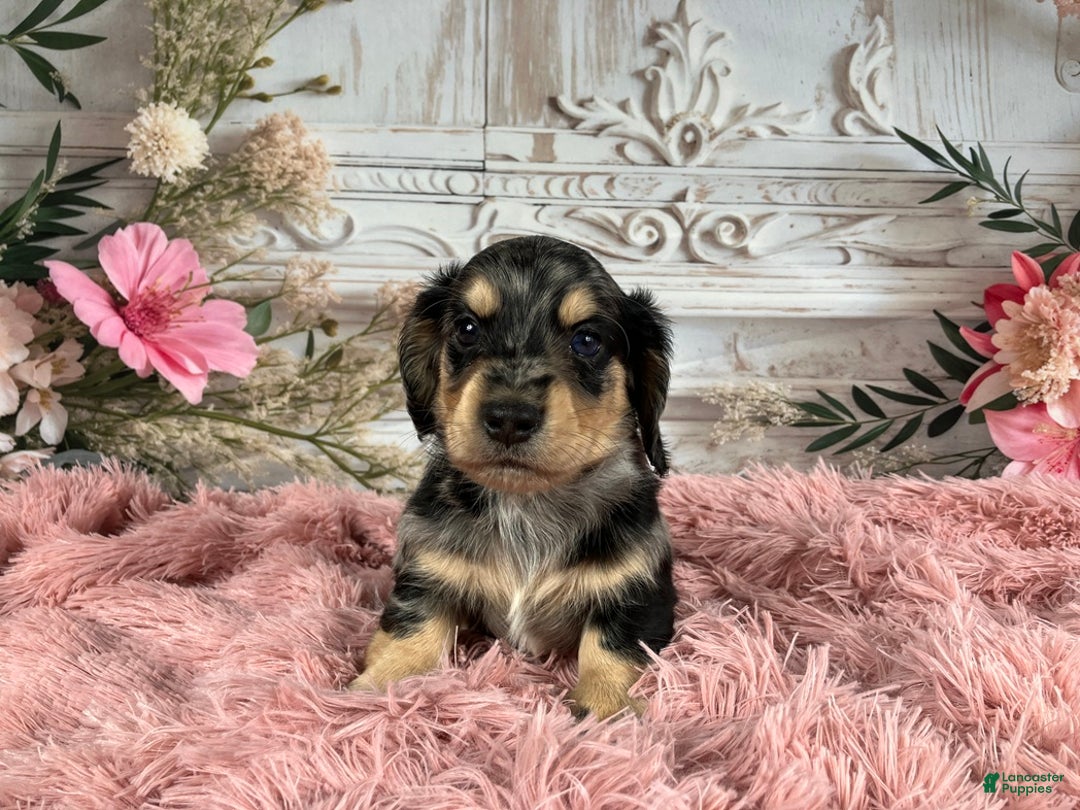 Miniature Dachshund dogs for sale: AKC-Rolo - Ad 6