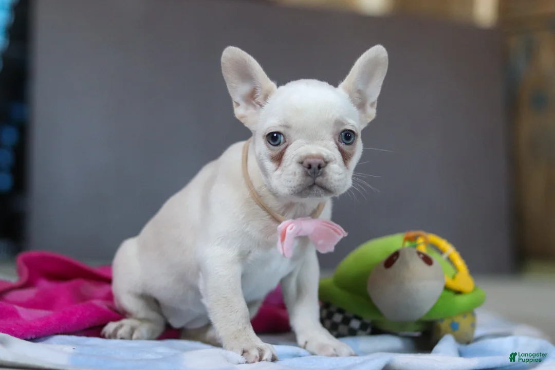 French Bulldog dogs for sale: Bella - Ad 3