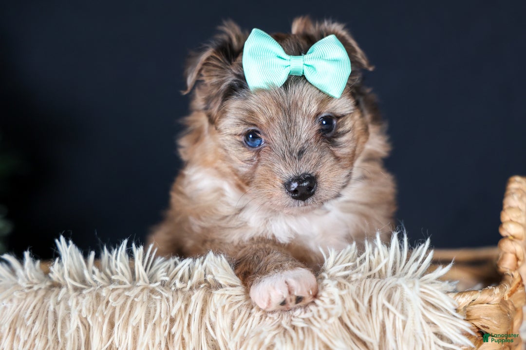 Mini Aussiedoodle dogs for sale: Gunner - Ad 2