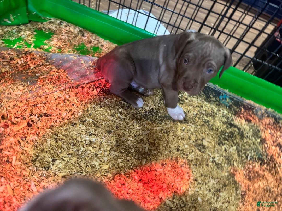 American Bully dogs for sale: American Bully 3 - Ad 2
