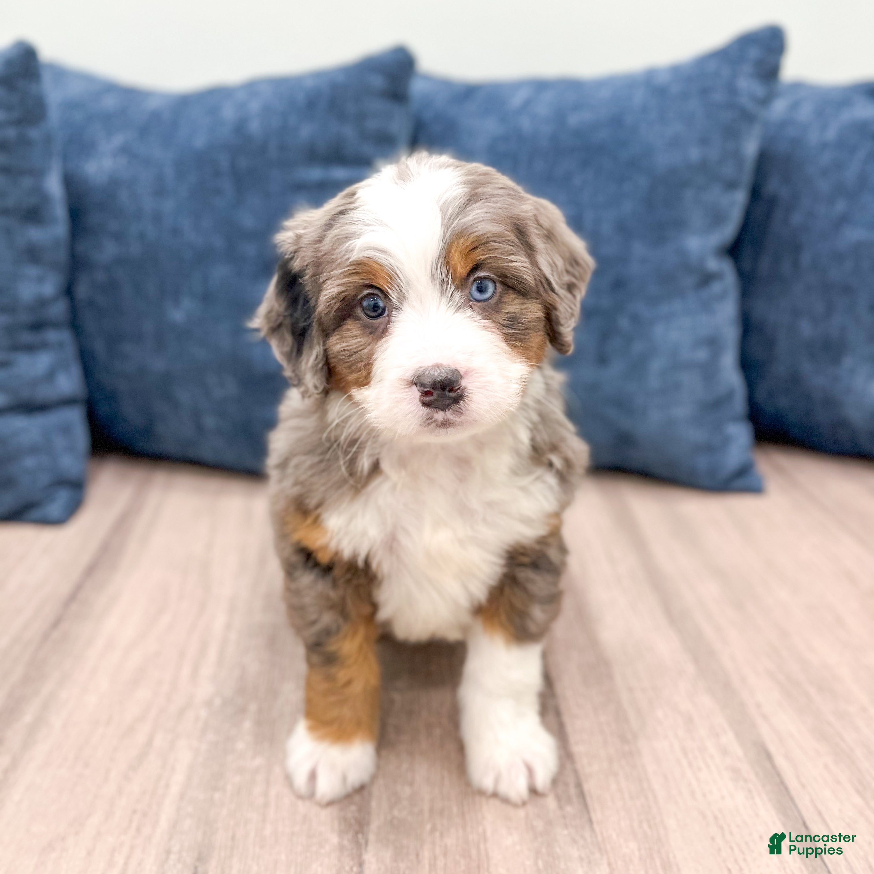 Mini Bernedoodle dogs Summer - Ad 2