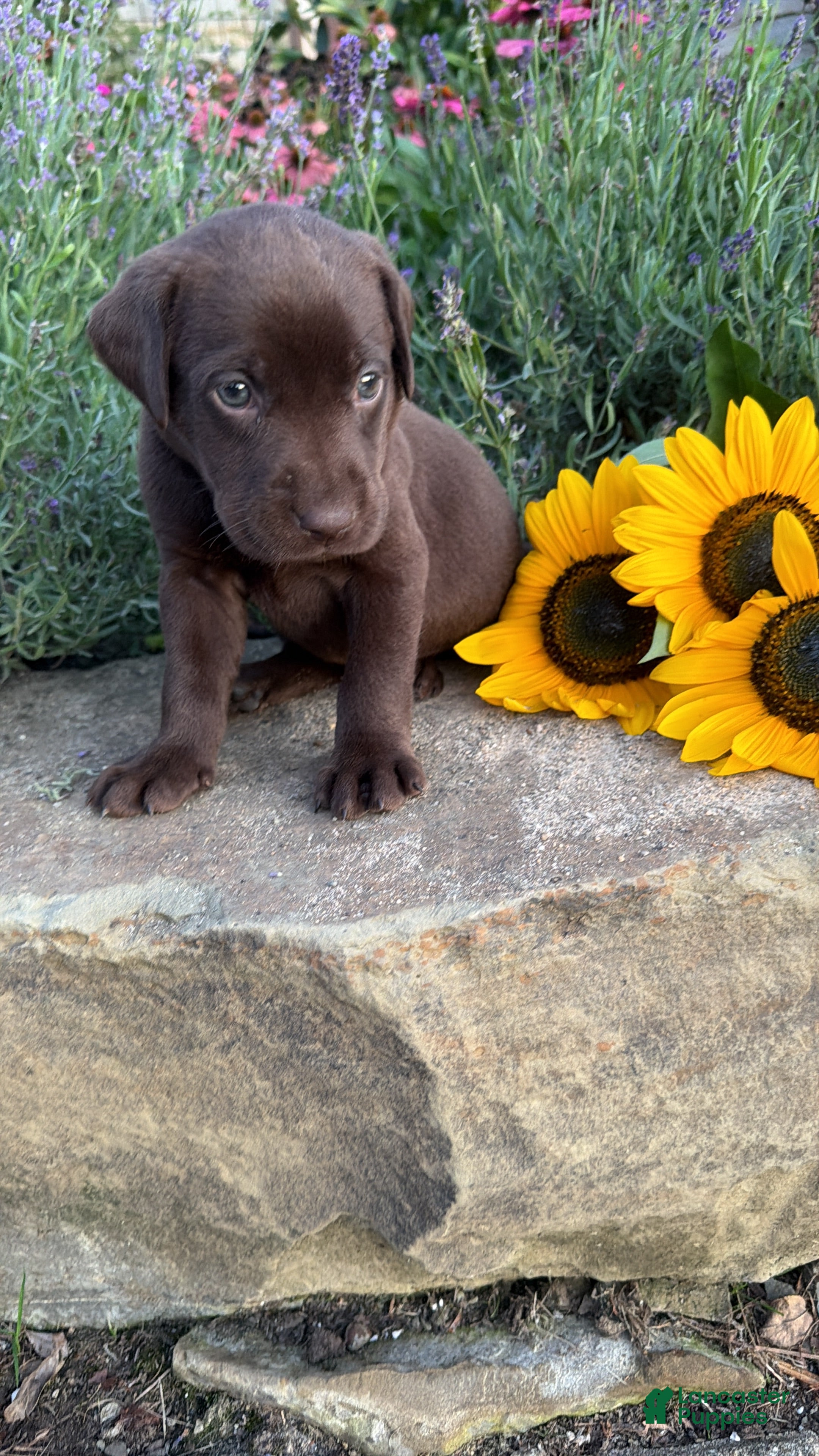 Labrador Retriever dogs Roxy - Ad 1