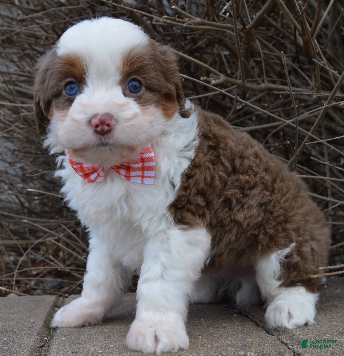 Mini Aussiedoodle dogs Toy Archie - Ad 38