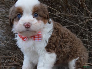 Mini Aussiedoodle dogs Toy Archie - Ad 38