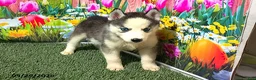 Siberian Husky dogs for sale: Bella - Ad 2