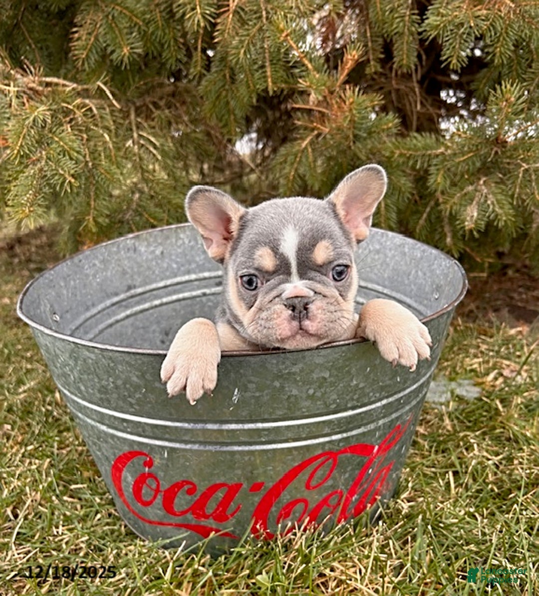 French Bulldog dogs for sale: Raine - Ad 2