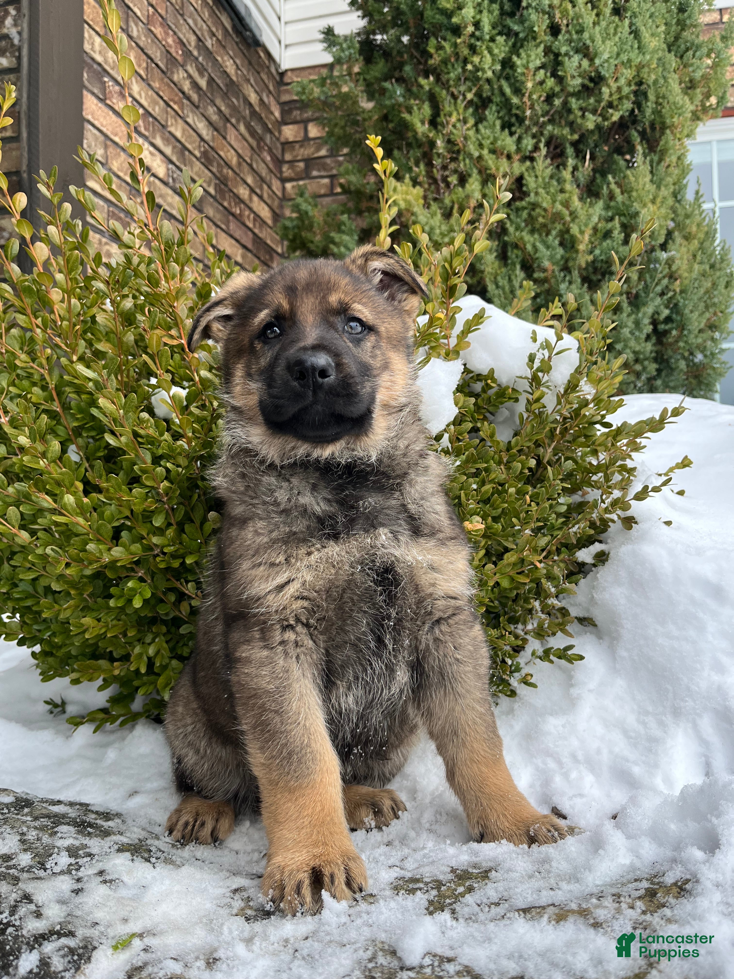 German Shepherd dogs Benz - Ad 2