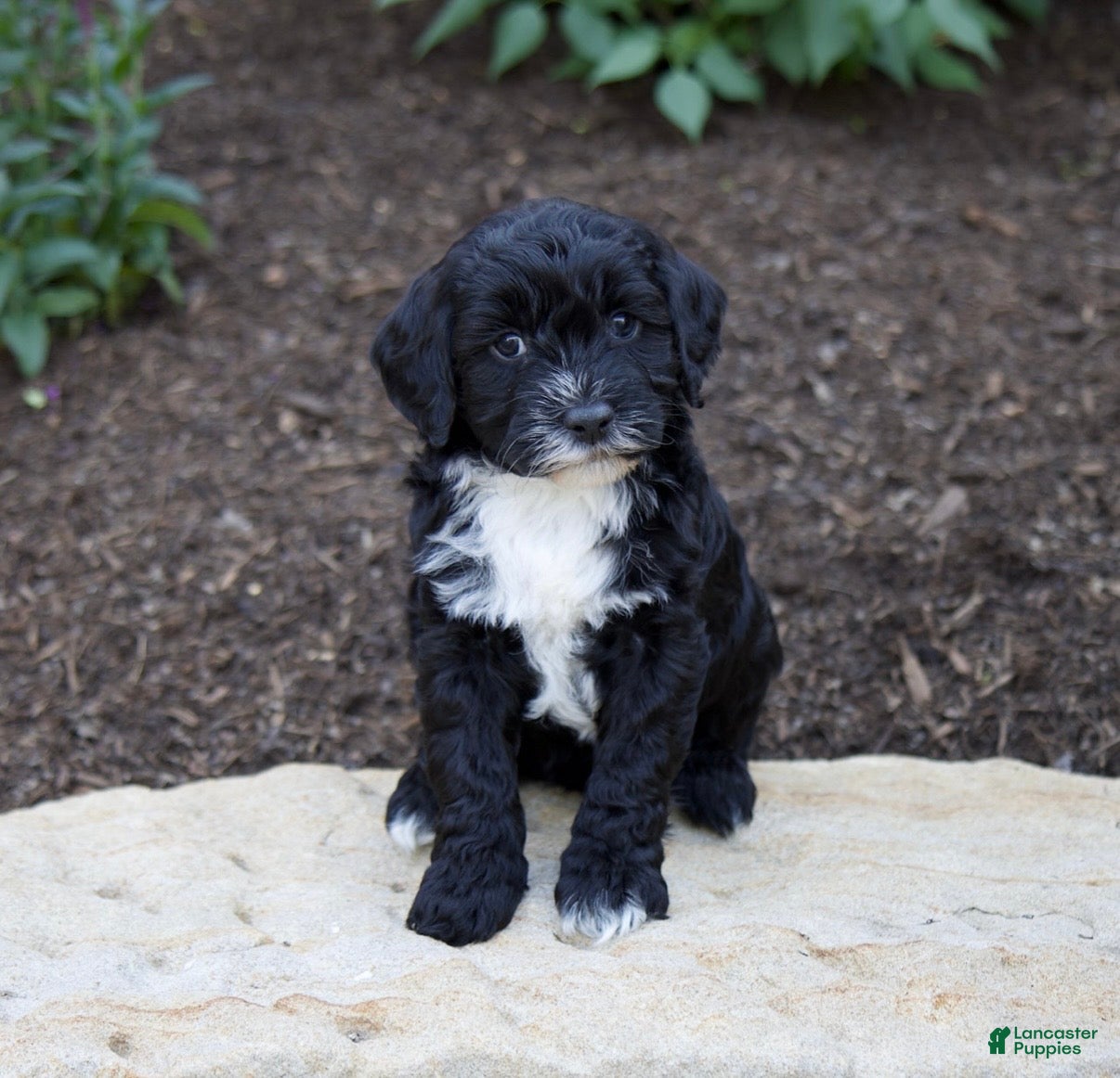 Mixed Breed dogs for sale: Onyx - Ad 4