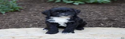 Mixed Breed dogs for sale: Onyx - Ad 1