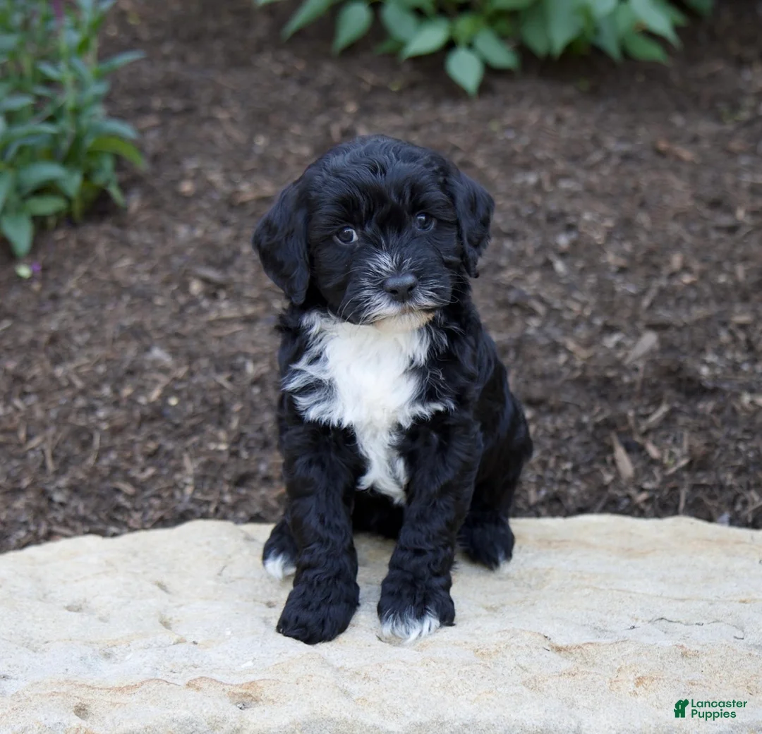 Mixed Breed dogs for sale: Onyx - Ad 1