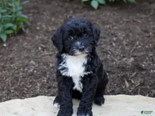 Mixed Breed dogs for sale: Onyx - Ad 4