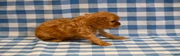Cavalier King Charles Spaniel dogs for sale: Fred - Ad 4