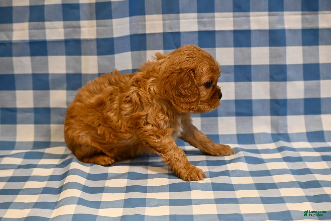Cavalier King Charles Spaniel dogs for sale: Fred - Ad 4
