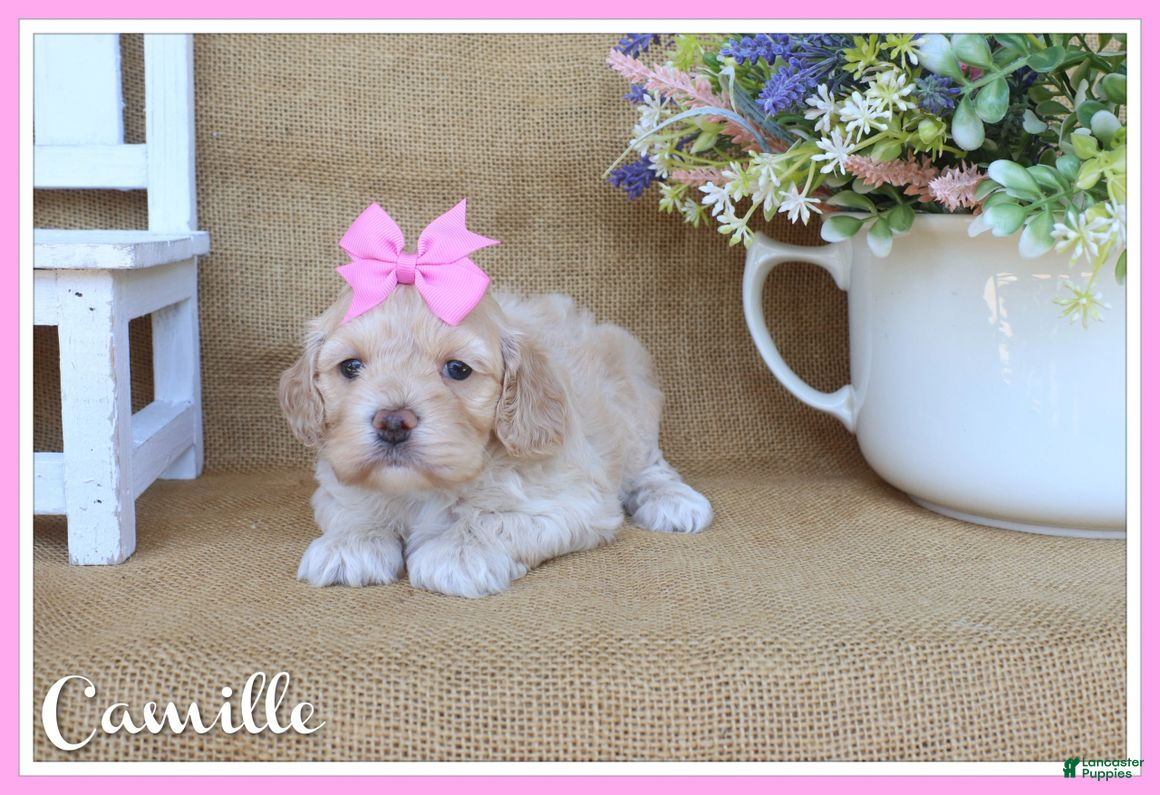 Cockapoo dogs Camille - Ad 1