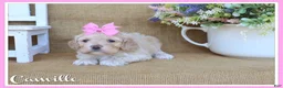 Cockapoo dogs for sale: Camille - Ad 1
