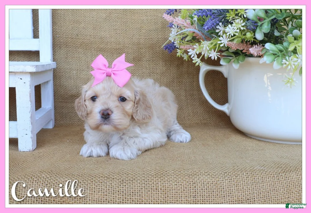 Cockapoo dogs for sale: Camille - Ad 1