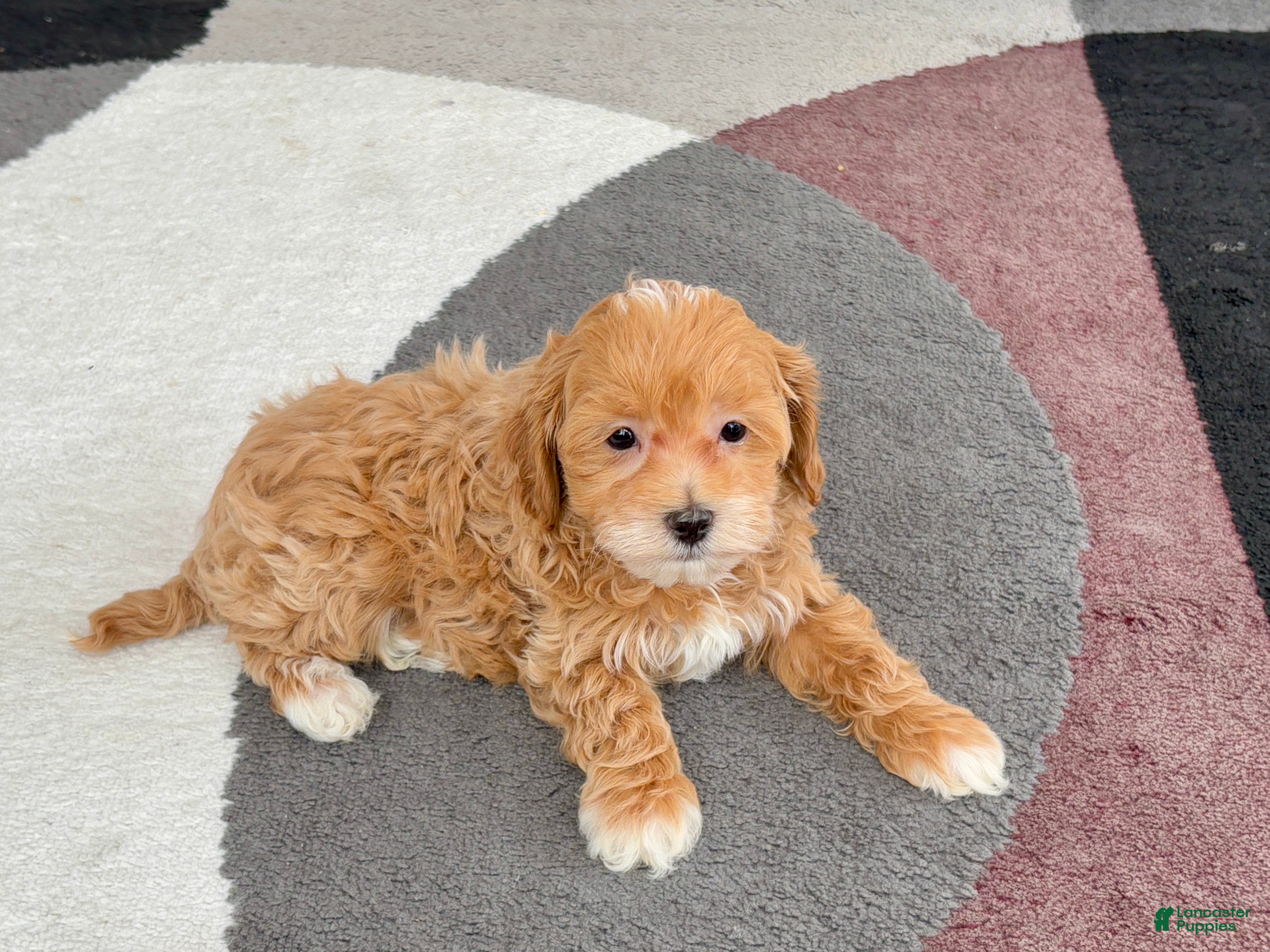 Maltipoo dogs Maltipoo male 1  - Ad 15