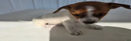 Chihuahua dogs for sale: Baby - Ad 9