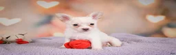 Chihuahua dogs for sale: DUKE - Ad 7