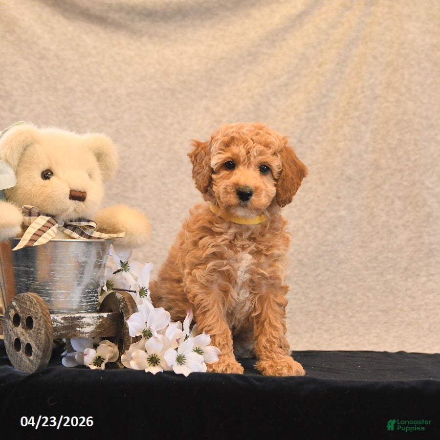 Miniature Poodle dogs Pom Pom - Ad 1