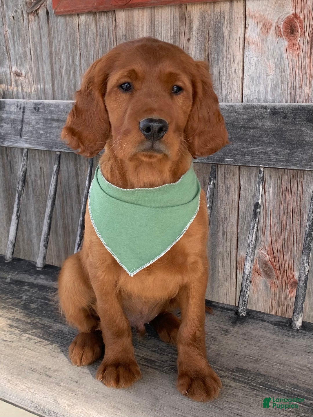 Irish Setter dogs for sale: Murphy - Ad 2